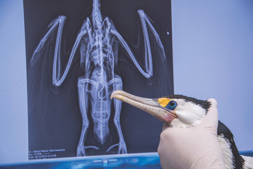 A veterinary surgeon at the Taronga Wildlife Hospital Pest Control holds up a pied cormorant following surgery to remove ingested fishing hooks, visible in the x-ray