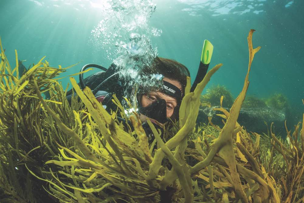Operation Crayweed's Adriana Verges measures the growth of transplanted crayweed off Bondi Beach, an initiative working to restore this species along Sydney's coastline