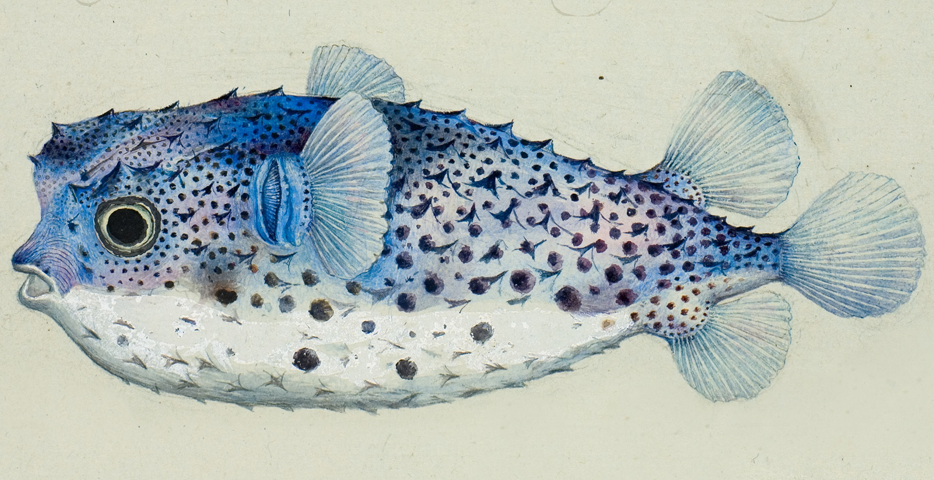 See exquisite illustrations by French artists made during Nicolas Baudin’s exploration of Australia.