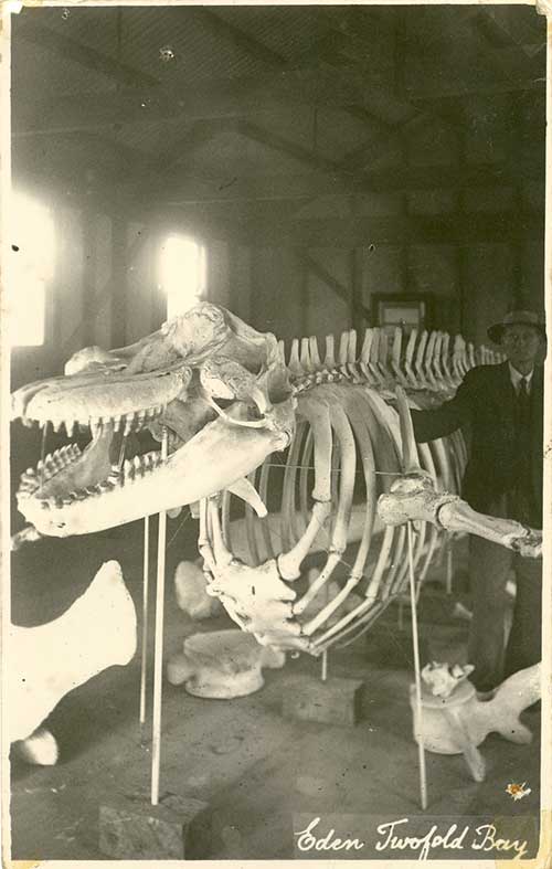 Master whaler George Davidson, standing beside the skeleton of an orca known to locals as Old Tom. Eden, late 1938. Photo – Eden Killer Whale Museum.