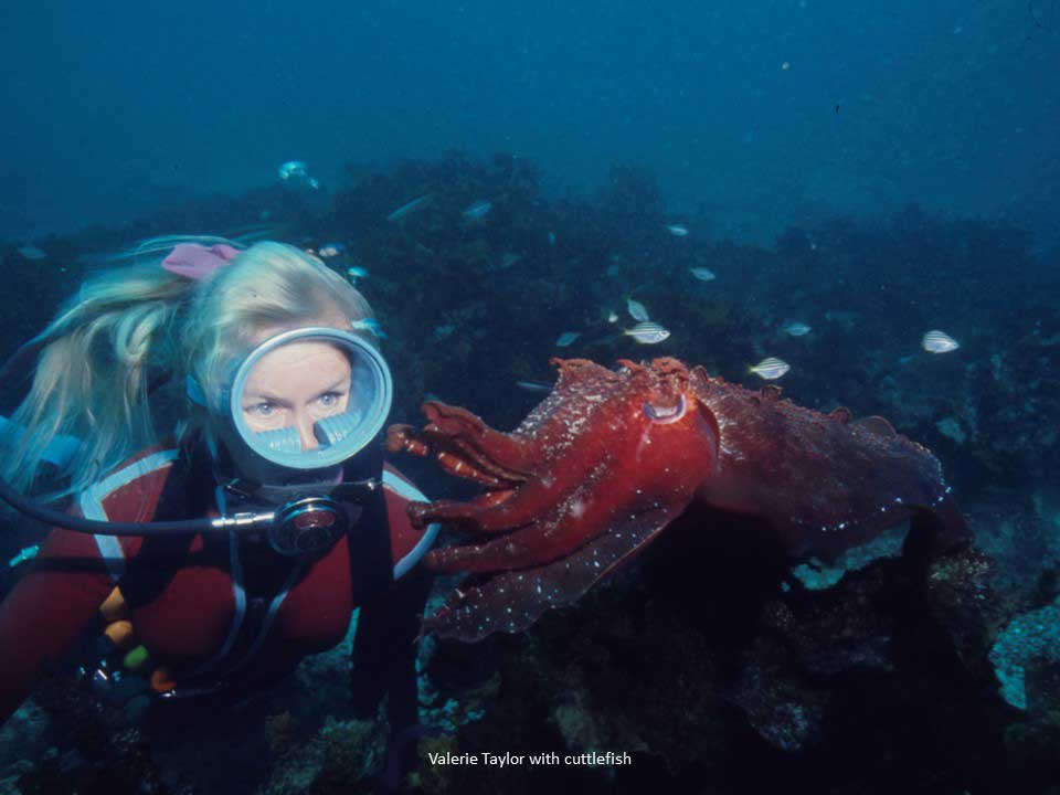 Valerie Taylor with Cuttlefish