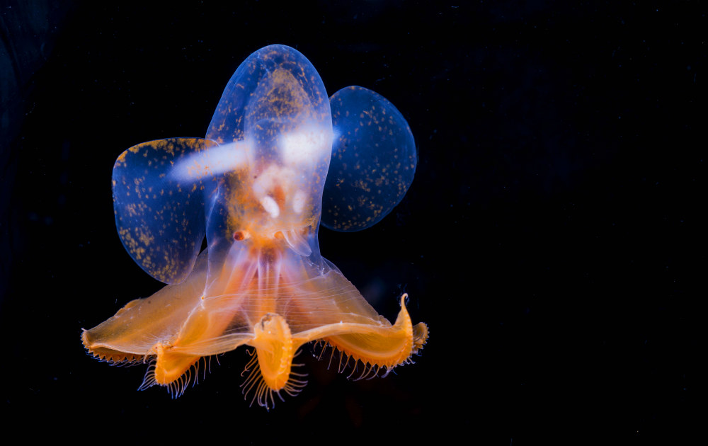 'I believe in magic; it is in the ocean.' (Michael AW, Elysium Arctic Project Director.) Dumbo octopus (Aulococtena sp.) at the deepest part of the Arctic basin. Image Michael Aw, Chukchi Borderland, 2015.